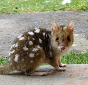 Quoll QS editted