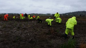 Plants, willing workers, mud, rain