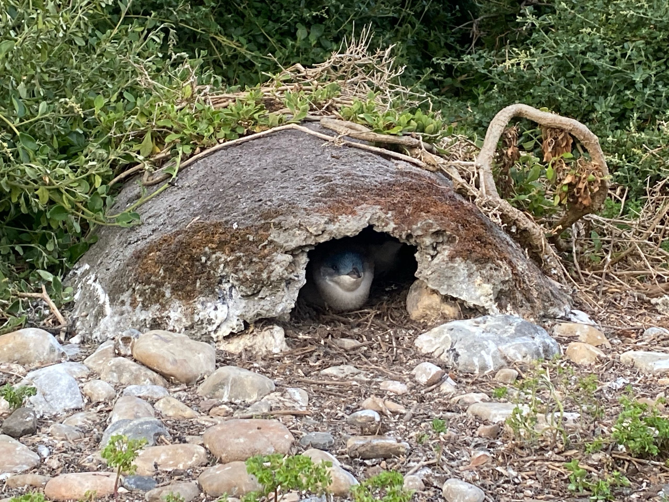 Penguin Burrow