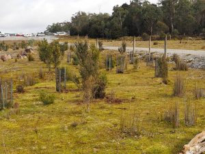 Planted trees on Northern end of airstrip