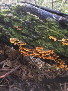 Devonport Reserves Fungi