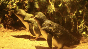 Penguins_5