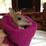 Caring for orphaned and injured wildlife
