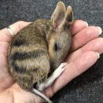 Caring for orphaned and injured wildlife