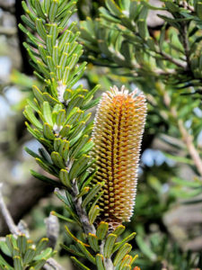 Banksia marginata, Tasman Island