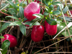 Appleberry, Tasman Island