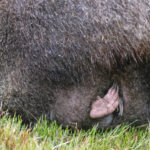 wombat joey :James Stone