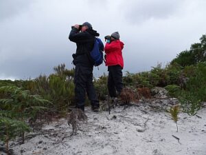 We look for OBPs on their migration path from SW Tasmania to the mainland.