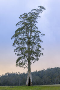 Eucalyptus ovata - Image by Ryan Francis Photography