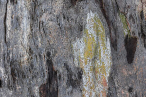 Eucalyptus ovata - Image by Ryan Francis Photography