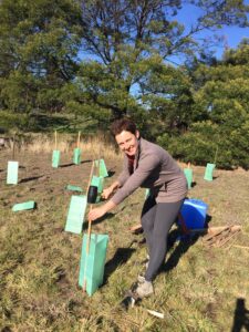Bandicoot Bunker Program - Sharon planting in 2017