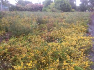 Tangara Trail regeneration site - native wildflowers